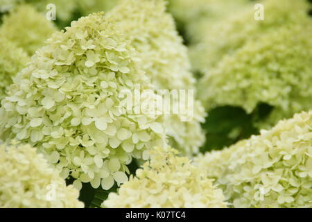 Hydrangea paniculata 'Limelight' anzeigen Cluster von auffälligen Creme und Kalk Blumen in einem Englischen Garten im Sommer (August) Stockfoto