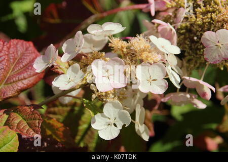 Eiche-leaved Hortensie (Hydrangea quercifolia) jetzt Queen' anzeigen konische Blume Rispen und Reifung tief rot Laub in einem Englischen Garten Stockfoto