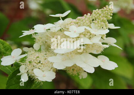 Hydrangea paniculata 'Chantilly spitze'' konische Blume Rispe in voller Blüte in einem Englischen Garten Grenze im Sommer (August) Stockfoto