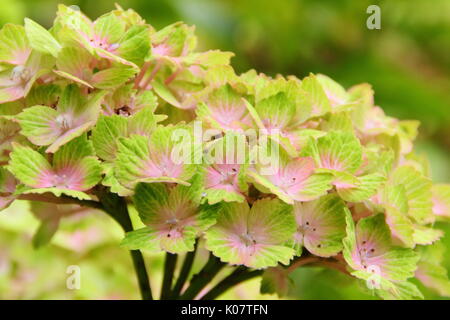 Hortensie 'Magischen Rhapsody' in voller Blüte in einem Englischen Garten Grenze, Großbritannien Stockfoto