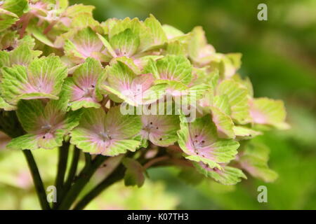 Hortensie 'Magischen Rhapsody' in voller Blüte in einem Englischen Garten Grenze, Großbritannien Stockfoto