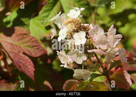 Eiche-leaved Hortensie (Hydrangea quercifolia) jetzt Queen' anzeigen konische Blume Rispen und Reifung tief rot Laub in einem Englischen Garten Stockfoto