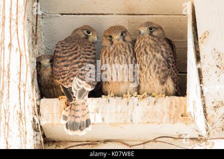 Junge gemeinsame Turmfalken (Falco tinnunculus) im Nest, Hessen, Deutschland Stockfoto