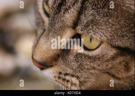 Inländische Britisch Kurzhaar TABBY KATZE NAHAUFNAHME GESICHT PORTRÄT MIT AUGEN UND NASE Stockfoto