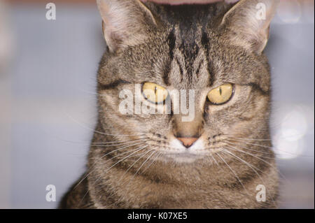 Inländische Britisch Kurzhaar TABBY KATZE NAHAUFNAHME GESICHT PORTRÄT MIT AUGEN UND NASE Stockfoto
