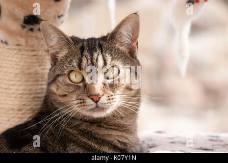 Inländische Britisch Kurzhaar TABBY KATZE NAHAUFNAHME GESICHT PORTRÄT MIT AUGEN UND NASE Stockfoto