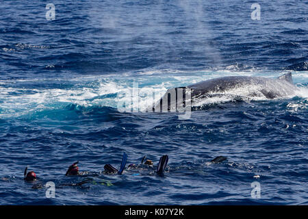 Menschen Schwimmen mit den Walen in Tonga und die Erfahrung einer Lebenszeit Stockfoto