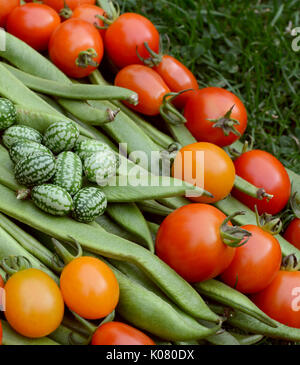 Handvoll cucamelons mit roten und gelben Tomaten und grünen Schnittbohnen auf Gras Stockfoto