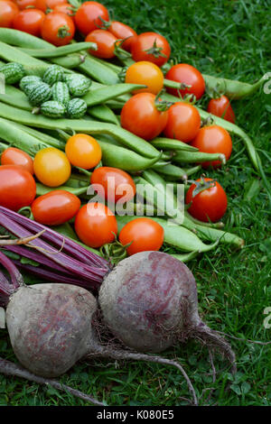 Dunkel lila Rote Bete in selektiven Fokus mit Tomaten, Stangenbohnen und cucamelons auf grünem Gras Stockfoto