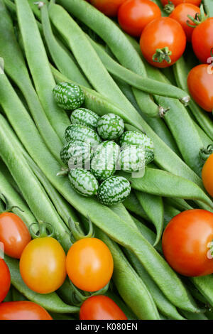 Grüne und rote Tomaten cucamelons auf einem Bett von lange Schnittbohnen Stockfoto