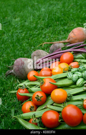 Rote und gelbe Tomaten mit Bohnen, Rote Beete und cucamelons auf dem Gras angehäuft - mit Kopie Raum Stockfoto