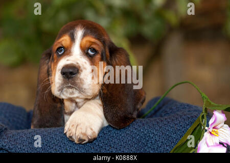 Sanft Basset Hound Welpe mit traurigen Augen sitzt auf einer Decke Stockfoto