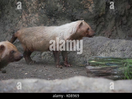 Paar Bush Hunde, auch bekannt als Essig Hunde (Speothos venaticus) Stockfoto