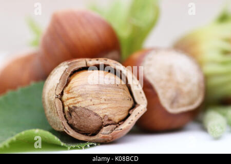 Haselnüsse in weißem Hintergrund Stockfoto