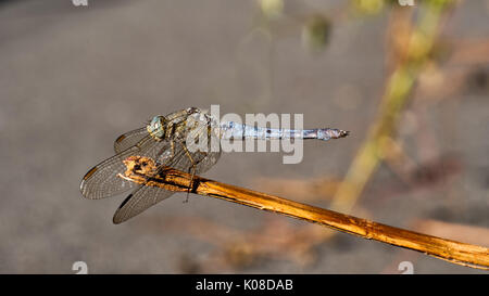 Die Gekielt Skimmer, Orthetrum coerulescens, ist eine Pflanzenart aus der Gattung der Europäischen Libelle. Stockfoto