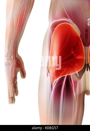 3D-Darstellung der Gluteus Maximus, Teil der Muskel Anatomie. Stockfoto