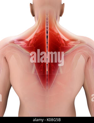 3D-Darstellung der TRAPEZIUS, Teil der Muskel Anatomie. Stockfoto