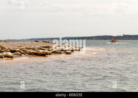 Viele Dichtungen am Kiesstrand an Blakeney Punkt Norfolk Stockfoto