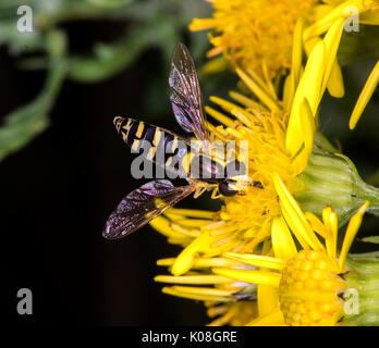 Eine gemeinsame hoverfly Wiesen Stockfoto