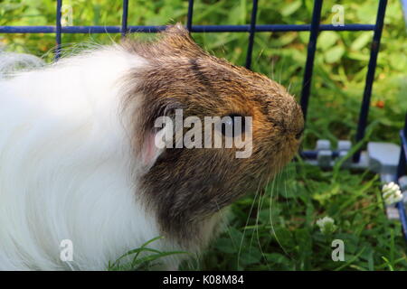 Meerschweinchen im Gras eines Garten unter einem Draht-einzäunung Stockfoto