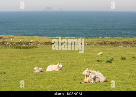 Schafe auf der Wiese entlang Skellig Ring und Skellig Inseln auf dem backgroung. Skellig Ring, Co.Kerry, Munster, Irland, Europa Stockfoto