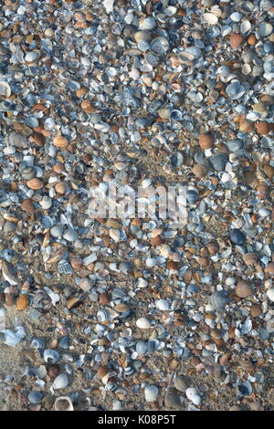 Viele Muscheln im Sand Strand Stockfoto