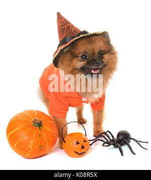 Pomeranian spitz und Halloween vor weißem Hintergrund Stockfoto