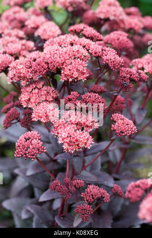 Hylotelephium Blumen im Sommer. Stockfoto