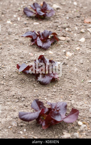 Lactuca Sativa 'Überraschen'. Rote Edelstein Salat im Gemüsegarten wächst. Stockfoto