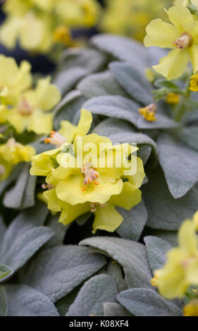 Molène dumulosum Blumen im Frühling. Stockfoto