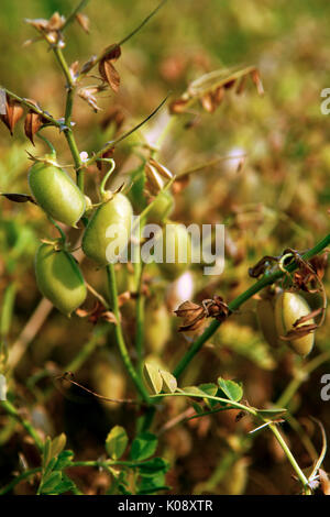 Kommerzielle Küken - Erbse Ernte der Fabaceae Familie in Saskatchewan Bauernhof. Cicer arietinum Stockfoto