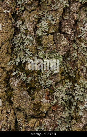 Schöne Beschaffenheit der Rinde eines Baumes Nadelwäldern bedeckt mit Moos. Der Stamm ist ganz oder teilweise mit Moos bedeckt. Als Textur, die Amtsleitung Stockfoto