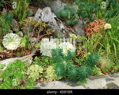 Wasser kluge Steingarten mit Sedum und Aloe Stockfoto