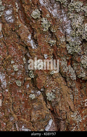 Schöne Beschaffenheit der Rinde eines Baumes Nadelwäldern bedeckt mit Moos. Der Stamm ist ganz oder teilweise mit Moos bedeckt. Als Textur, die Amtsleitung Stockfoto