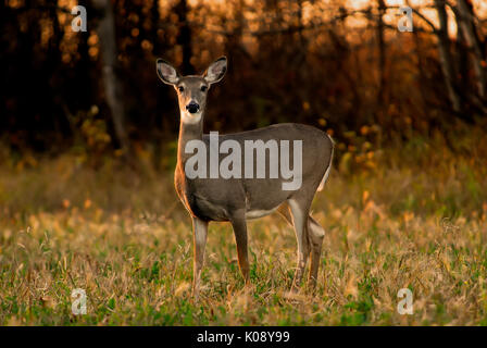 Alert weiß Schwanz Rehe, seitliche Beleuchtung, Herbst Stockfoto