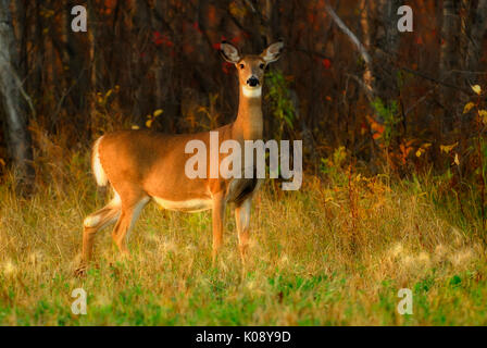 Eine Weiß-Schwanz Rotwild nur aus dem Wald, fast Sonnenuntergang, Herbst. Schuß an Vögel Hill Park, Manitoba. Stockfoto