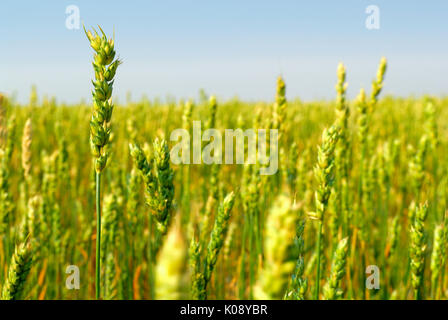 Eine kommerzielle Getreide der Sommerweizen, Wochen nach der Ernte. Sommerweizen ist ein spezifisches Getreide gesät, früh im Jahr. Stockfoto