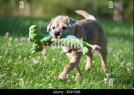 Braun scruffy Border Terrier Hund beim Spielen im Garten mit einem grossen weichen quietschendes Spielzeug. Die Sonne scheint und der Hund ist sehr glücklich, manchmal mit dem Spielzeug Drachen in seinem Mund. Stockfoto