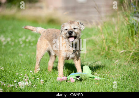 Braun scruffy Border Terrier Hund beim Spielen im Garten mit einem grossen weichen quietschendes Spielzeug. Die Sonne scheint und der Hund ist sehr glücklich, manchmal mit dem Spielzeug Drachen in seinem Mund. Stockfoto