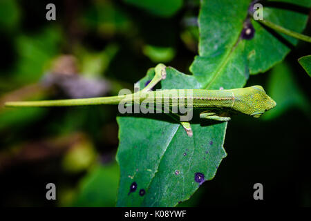 Schließen nach oben Portrait von Chamäleon auf einem Blatt in Madagaskar Stockfoto