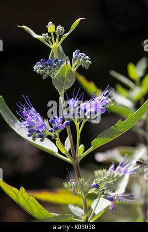 Zarte blau Blumen der spät blühenden Strauchigen mehrjährig, Caryopteris x clandonensis 'Heavenly Blue' Stockfoto