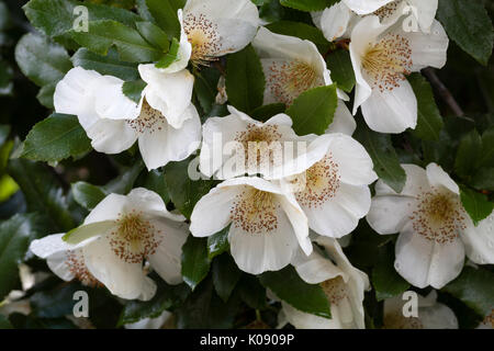 Dicht clustered weißen Blüten der späten Blüte kleiner Baum, Eucryphia x nymansensis Nymansay Stockfoto