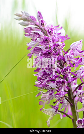 militärische Orchidee (Orchis Militaris) Stockfoto