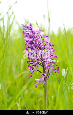 militärische Orchidee (Orchis Militaris) Stockfoto