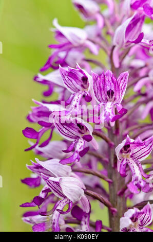militärische Orchidee (Orchis Militaris) Stockfoto