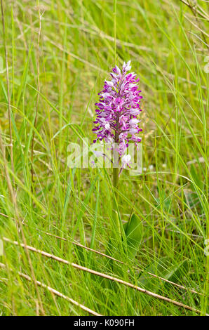 militärische Orchidee (Orchis Militaris) Stockfoto