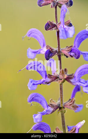 Wiese Muskatellersalbei (Salvia pratensis) Stockfoto