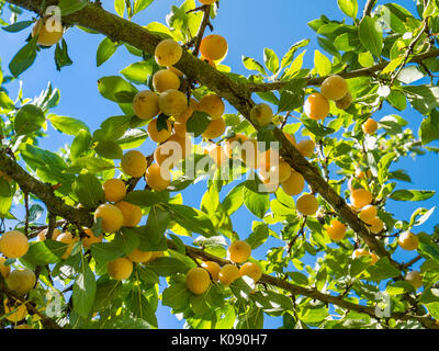 Mirabellen (Prunus domestica), Frankreich. Stockfoto