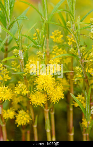 Getuftete felberich (lysimachia Thyrsiflora) Stockfoto