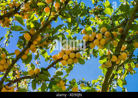 Mirabellen (Prunus domestica), Frankreich. Stockfoto